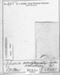 Leptosphaeria doliolum image